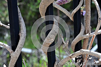 Wisteria sinensis blossoms on a vine Stock Photo