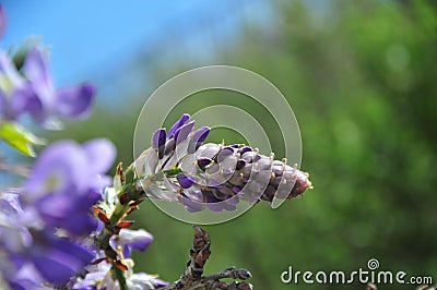 Wisteria sinensis blossoms on a vine Stock Photo