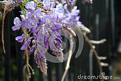 Wisteria sinensis blossoms on a vine Stock Photo