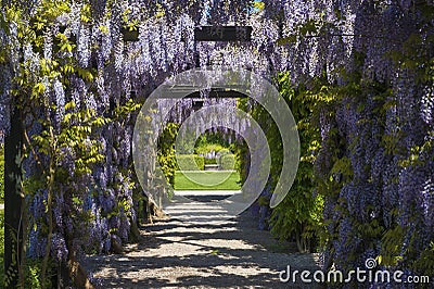 Wisteria sinensis Stock Photo