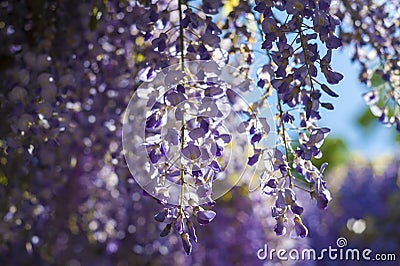 Wisteria sinensis Stock Photo