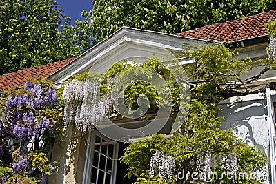 Wisteria sinensis, Chinese Wisteria Stock Photo