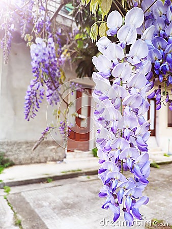 Wisteria Sinensis flowers cascading on branch Stock Photo