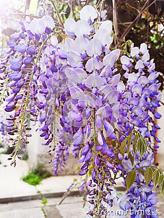 Wisteria Sinensis flowers cascading on branch Stock Photo