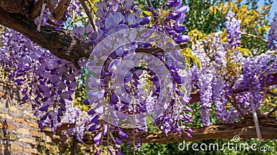 Wisteria Sinensis II Stock Photo