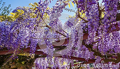 Wisteria Sinensis III Stock Photo