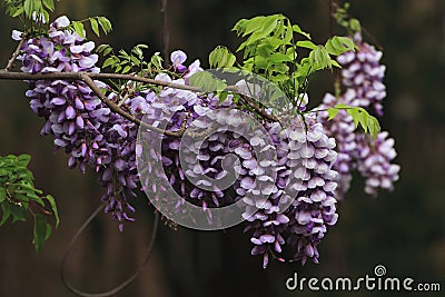 Wisteria sinensis Sweet Stock Photo