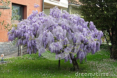 Wisteria tree Stock Photo