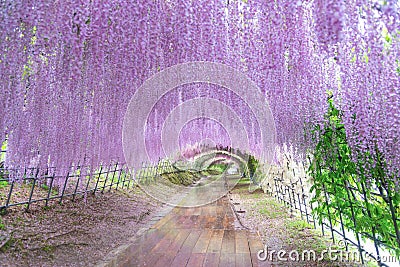 The great wisteria flower arch. Wisteria Tunnel at Kawachi Fuji Garden Fukuoka, Japan Stock Photo