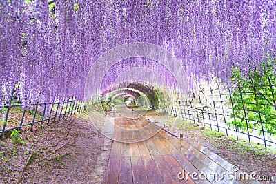 The great wisteria flower arch. Wisteria Tunnel at Kawachi Fuji Garden Fukuoka, Japan Stock Photo