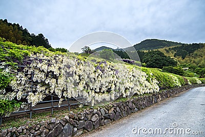 Wisteria Tunnel at Kawachi Fuji Garden Stock Photo