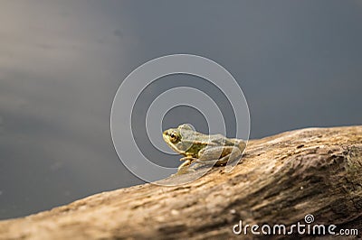 Wistful little frog on the background of blue water lake Stock Photo