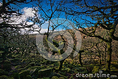 Wistman`s Woods Dartmoor Stock Photo
