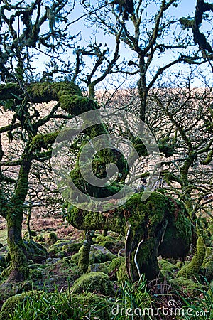 Wistman`s Woods Dartmoor Stock Photo