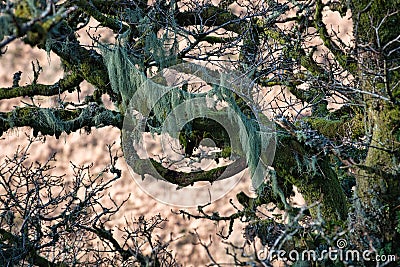 Wistman`s Woods Dartmoor Stock Photo