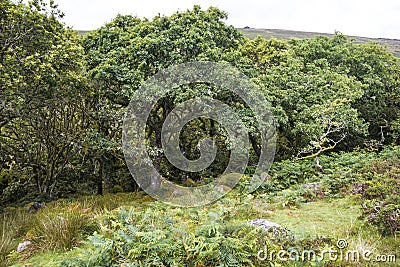 Aspects of Wistman`s Wood - an ancient landscape on Dartmoor, Devon, England Stock Photo