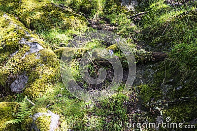 Aspects of Wistman`s Wood - an ancient landscape on Dartmoor, Devon, England Stock Photo
