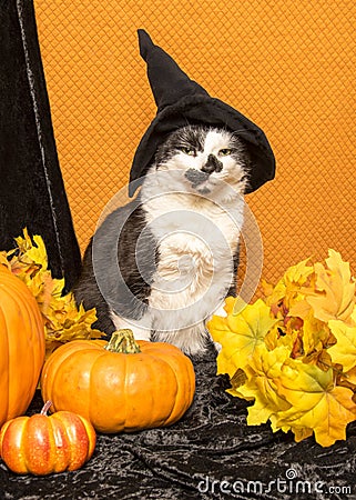 Witch Cat Stock Photo