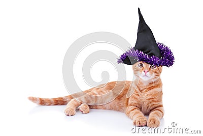 Halloween Witch Cat Stock Photo