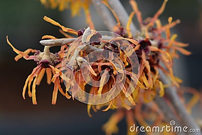 Witch Hazel Diane Stock Photo