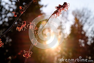 Witch hazel and sun flare Stock Photo