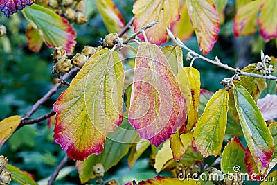 Witch hazel Stock Photo