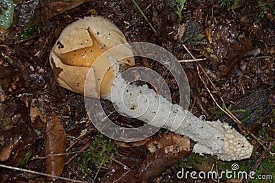 Witchâ€™s egg with Common stinkhorn Stock Photo