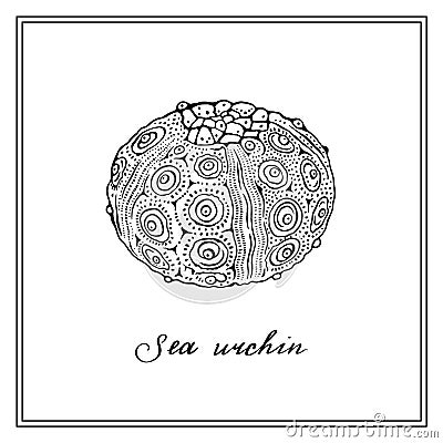 Wite Sea Urchin. Seashell. Black and white square card. Hand-drawn collection of greeting cards. Vector illustration. Cartoon Illustration