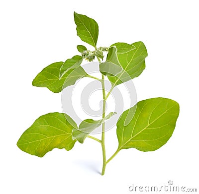Withania somnifera, known commonly as ashwagandha, Indian ginseng, poison gooseberry, or winter cherry. Isolated Stock Photo
