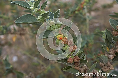 Withania somnifera plant close up Stock Photo