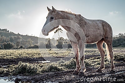 Withe horse full body portrait Stock Photo