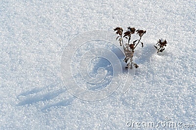 Wither flower on the snow; cold frosty weather Stock Photo