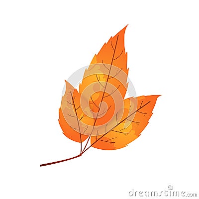 Withered autumn motley leaf. Fallen leaf with blot texture. Vector Illustration