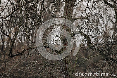 A withered bent tree with bent barren branches, Dead branch with blurred background close up, bent stem, Beautiful bark wooden Stock Photo