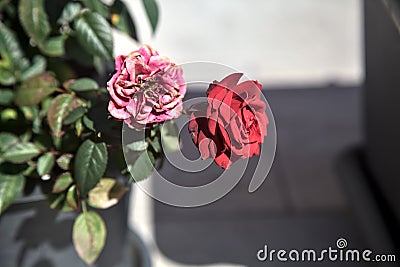 Withered and blooming miniature roses Stock Photo