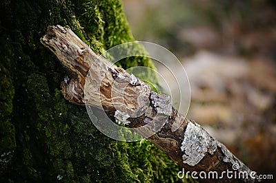 A withered branch based on the trunk of the tree overgrown with moss. Stock Photo