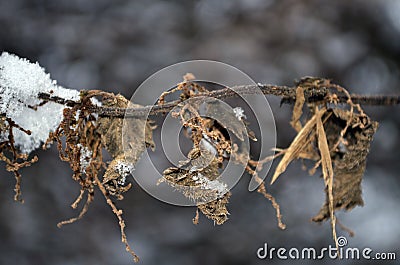 Withered branch Stock Photo