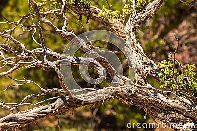 Withered branch of a tree. Arizona, USA. Stock Photo