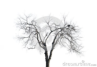 Withered Branches Stock Photo