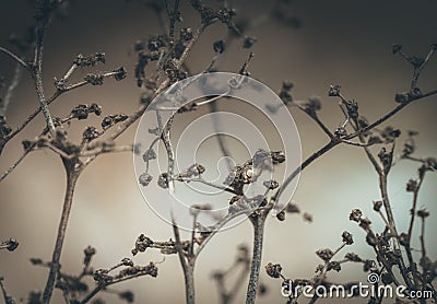 Withered branches on the bush after winter Stock Photo