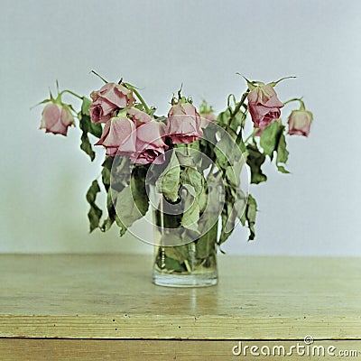 Withered bunch of roses. Shot on mediumformat film Stock Photo