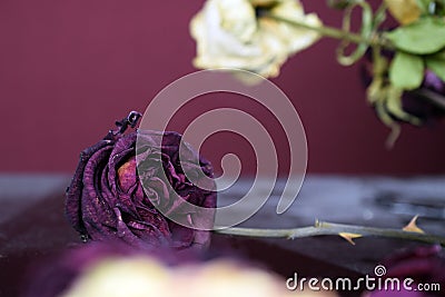 Withered dark purple rose on table Stock Photo