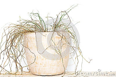 Withered dried plant in pot isolated on white Stock Photo