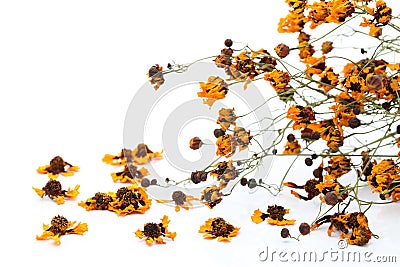 Withered flower Stock Photo