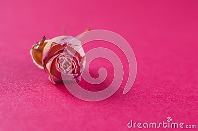 Withered flower dwarf room rose pink color on a gentle pink background, close-up Stock Photo