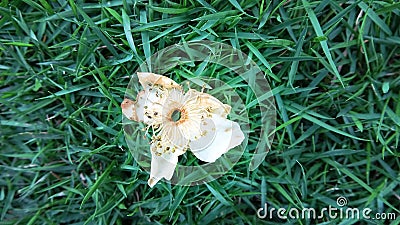 A withered flower falls on the green grass Stock Photo