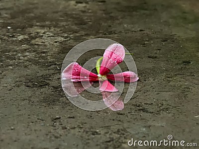 Withered flower on ground water with reflection. Stock Photo