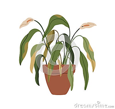 Withered flower plant in pot. Wilted dying ill leaves of dry houseplant in planter. Ugly dead Spathiphyllum, unhealthy Vector Illustration