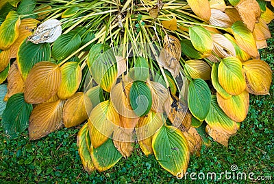 Withered Hosta leaves in autumn colors Stock Photo