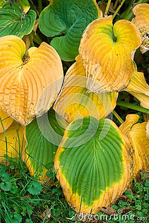 Withered Hosta leaves in autumn colors Stock Photo